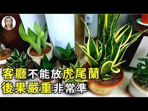 石筆虎尾蘭風水|石筆虎尾蘭種植、繁殖與照護指南：打造家居綠意新風貌